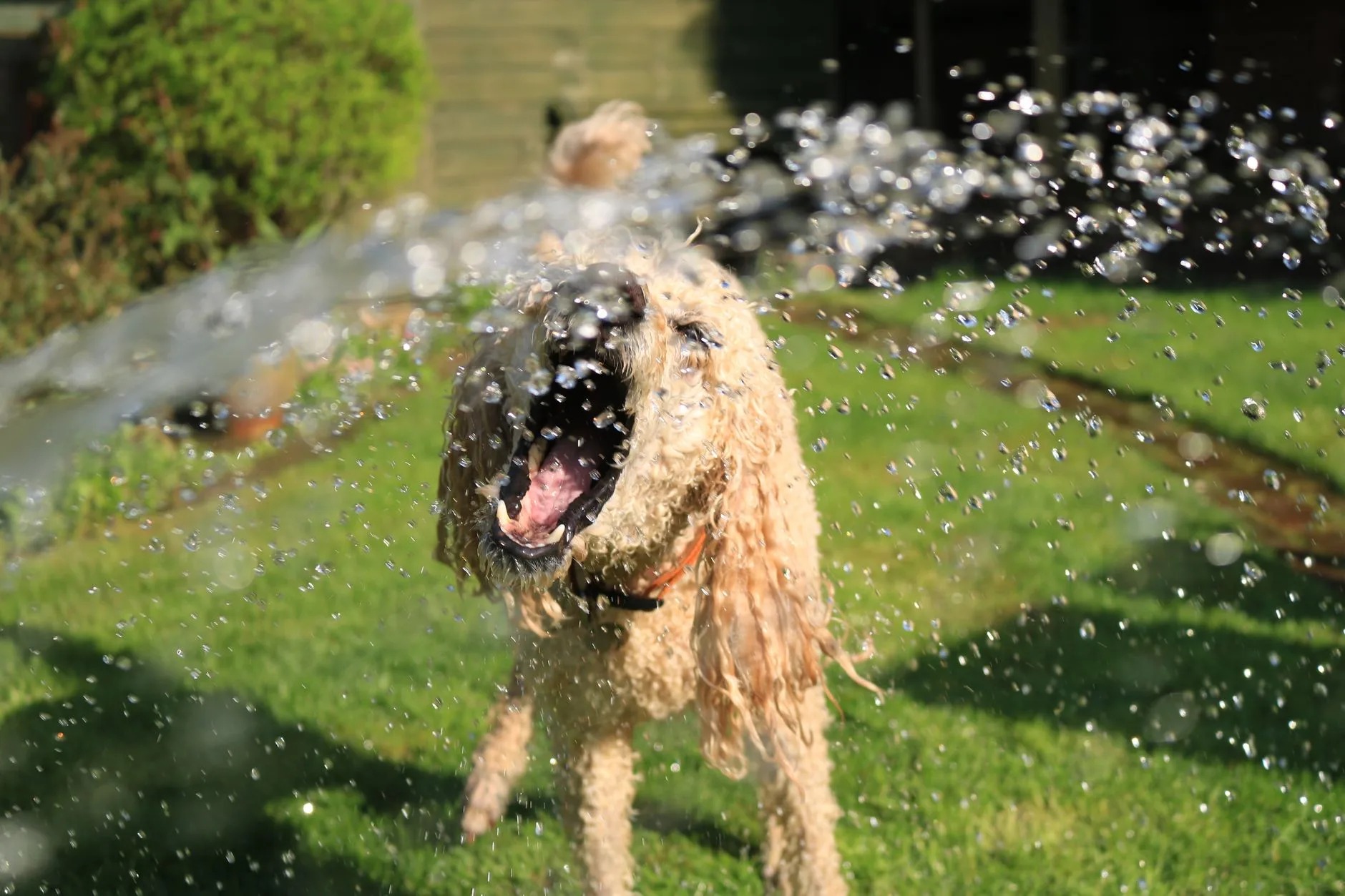 Canicule 2026 : Équipements rafraîchissants pour animaux