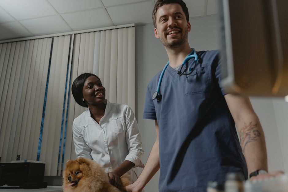 Code promo Santévet : 15 offres pour réduire vos frais vétérinaires