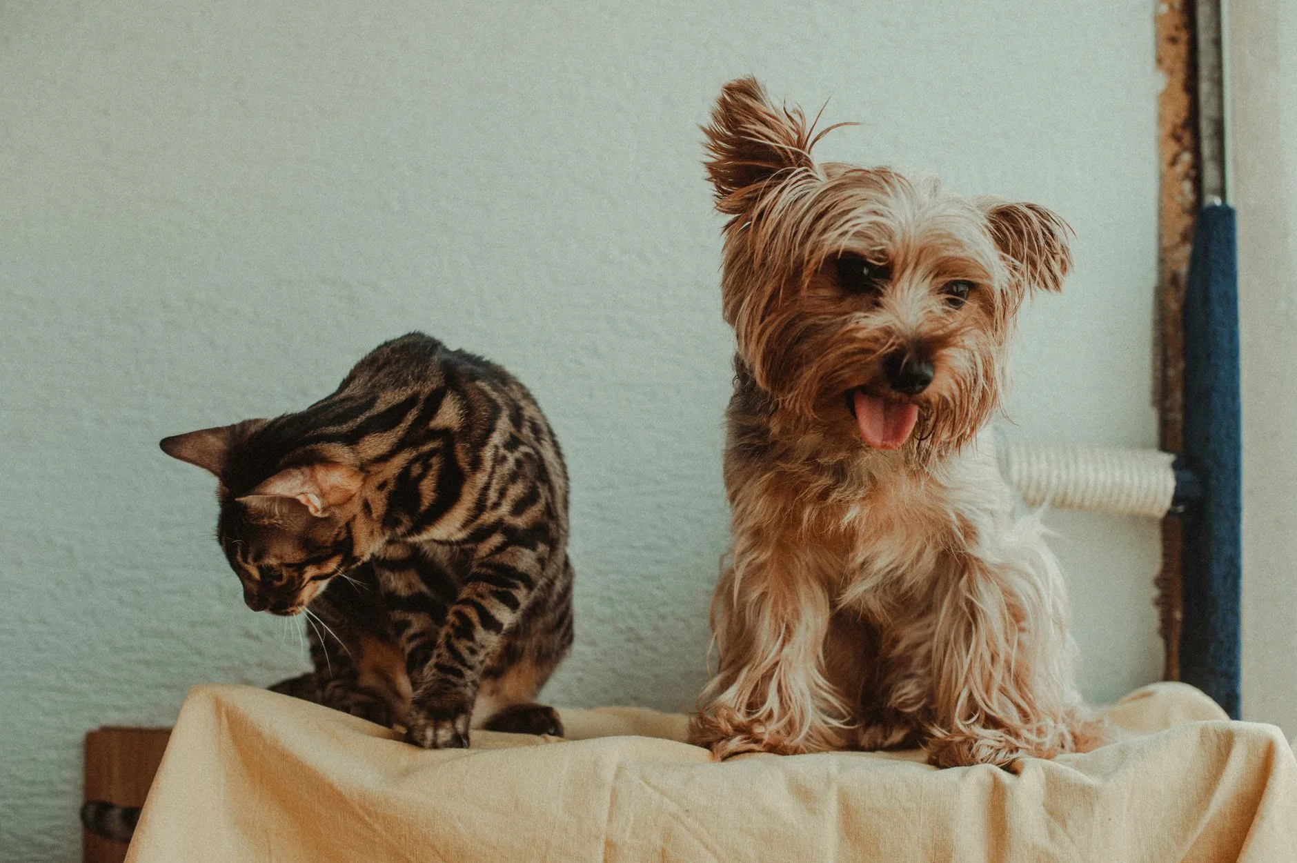 Animaux de compagnie : nos erreurs invisibles qui pèsent lourd