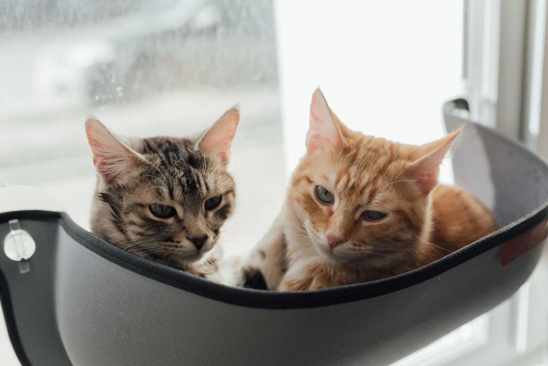 Hamacs pour chats 2026 : Confort, sécurité, quel choix ?