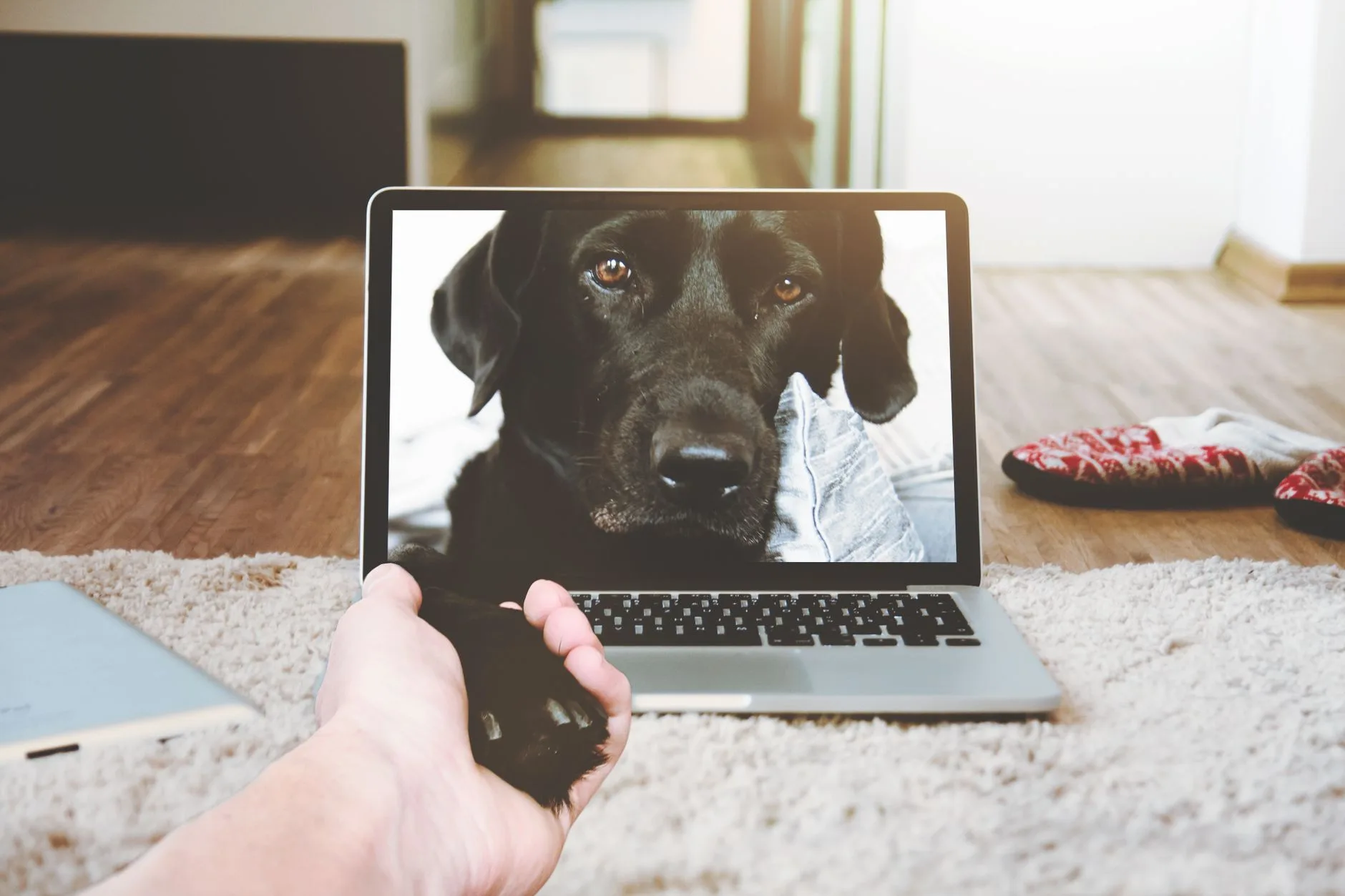Objets connectés animaux : choisir sans abonnement caché